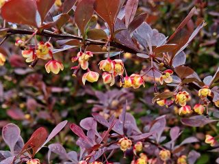 Powdery mildew, white coating, caterpillars on barberry: control methods, how to treat