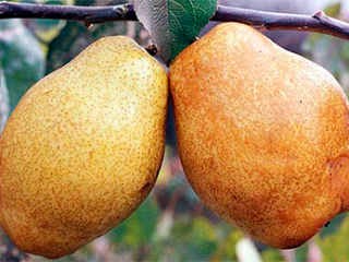 Anjou pear: photo and description
