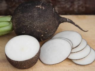 Radish varieties