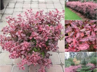 Barberry Thunbergii Natasza (Berberis thunbergii Natasza)