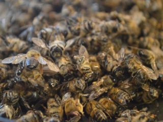 Abejas muertas: recetas para porros