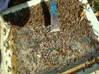 Bee dead: tincture with alcohol and vodka, application