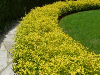 Spirea Golden Carpet, Magic Carpet a Green Carpet
