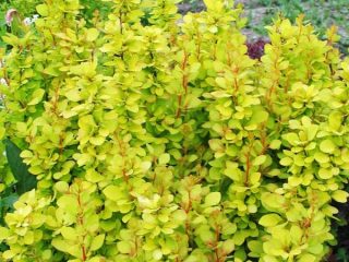 Berberis Thunbergii Mária