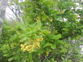 أمور البرباريس (Berberis amurensis): الصورة والوصف