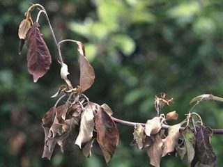 Why does a young pear dry out?