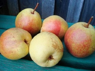 Rogneda pear: description of the variety, photos, reviews