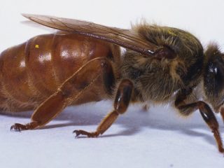 Queen bee: how it appears, what it looks like