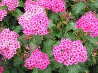 Spiraea japonica Crispa