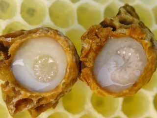 What is bee jelly