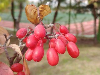 Application of lemongrass berries
