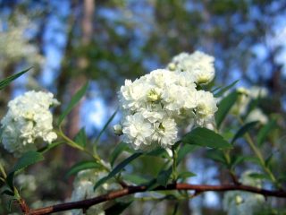 Spiraea cantonesa lanziata: fotos y características.