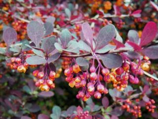 Popis čučoriedky Superba (Berberis ottavensis Superba)