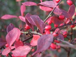 Berberis thunbergii Rose Glow