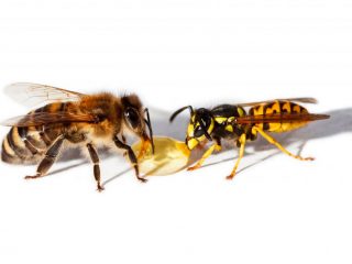 What is the difference between a wasp and a bee?