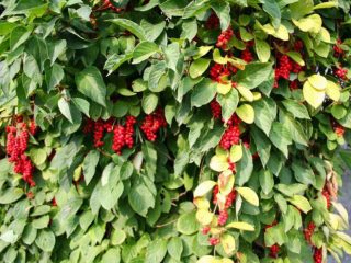 Schisandra chinensis: cultivation and care in Siberia, Moscow region, and the Urals