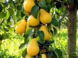 ديكورا الكمثرى عمودي