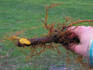 Barberry root: medicinal properties