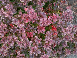 Barberry Inspiration (Berberis thunbergii Inspiration)