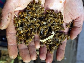 Extinción de las abejas: causas y consecuencias