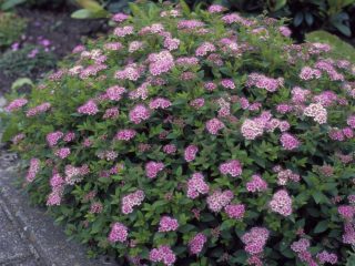 Spiraea Genpei