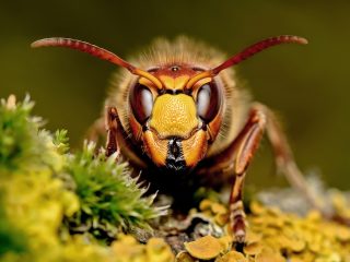 Africanized bee