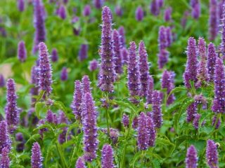 Tibetan lofant: beneficial properties and contraindications, cultivation