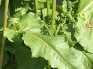 curly sorrel