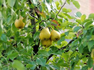 Children's pear: description, photos, reviews