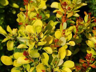 Barberry Thunberg Golden Rocket (Berberis thunbergii Golden Rocket)