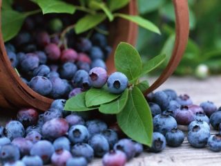 Mirtilli: proprietà benefiche e controindicazioni