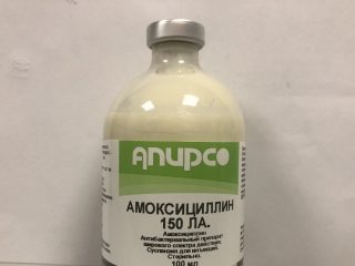 Amoxicillin a szarvasmarhák állatgyógyászatában
