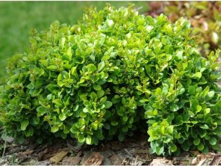 Barberry Thunberg Cobalt (Kobold): popis