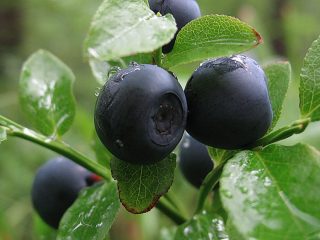 Where and how blueberries grow