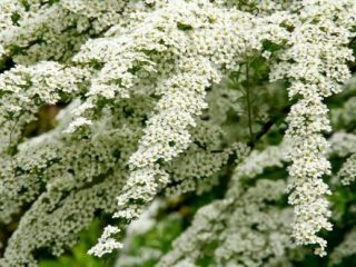 Spiraea White Bride: fotografie și descriere