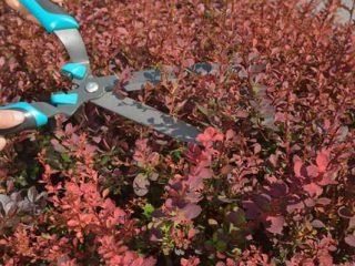 Penjagaan dan pemangkasan barberry pada musim luruh untuk pemula