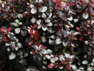Barberry Thunberg Dart's Red Lady