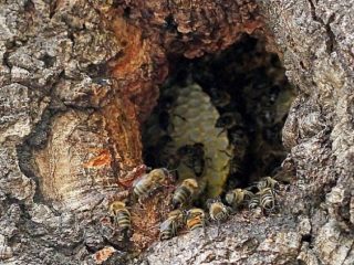 Wild bees: photos of where they live