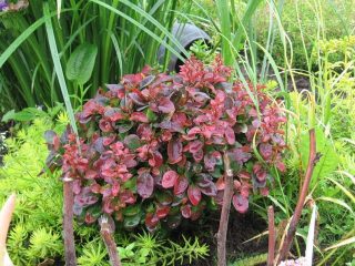 Agracejo Thunberg Bagatelle