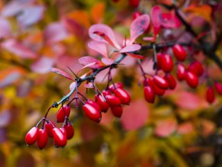 Ottawa čučoriedka (Berberis ottawensis)