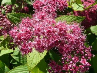 Spiraea japonica Froebelii