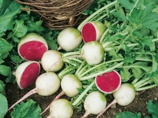 Red radish: benefits and harm