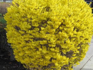 Forsythia: výsadba a starostlivosť, príprava na zimu, kedy prerezávať