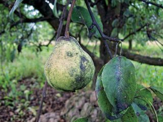 Medicines against pear diseases