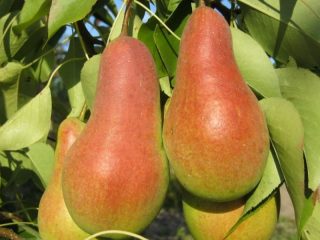 Pear Abbot Vettel