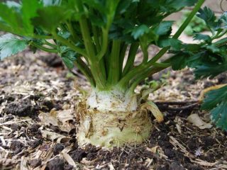 The best varieties of celery root