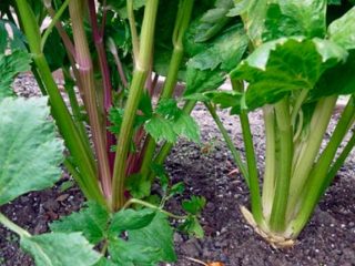 Varieties of petiole celery
