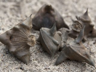 Waterkastanje: plantfoto, beschrijving