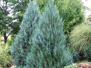 Popis Juniper Moonglow