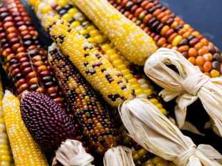 Strawberry corn: planting and care